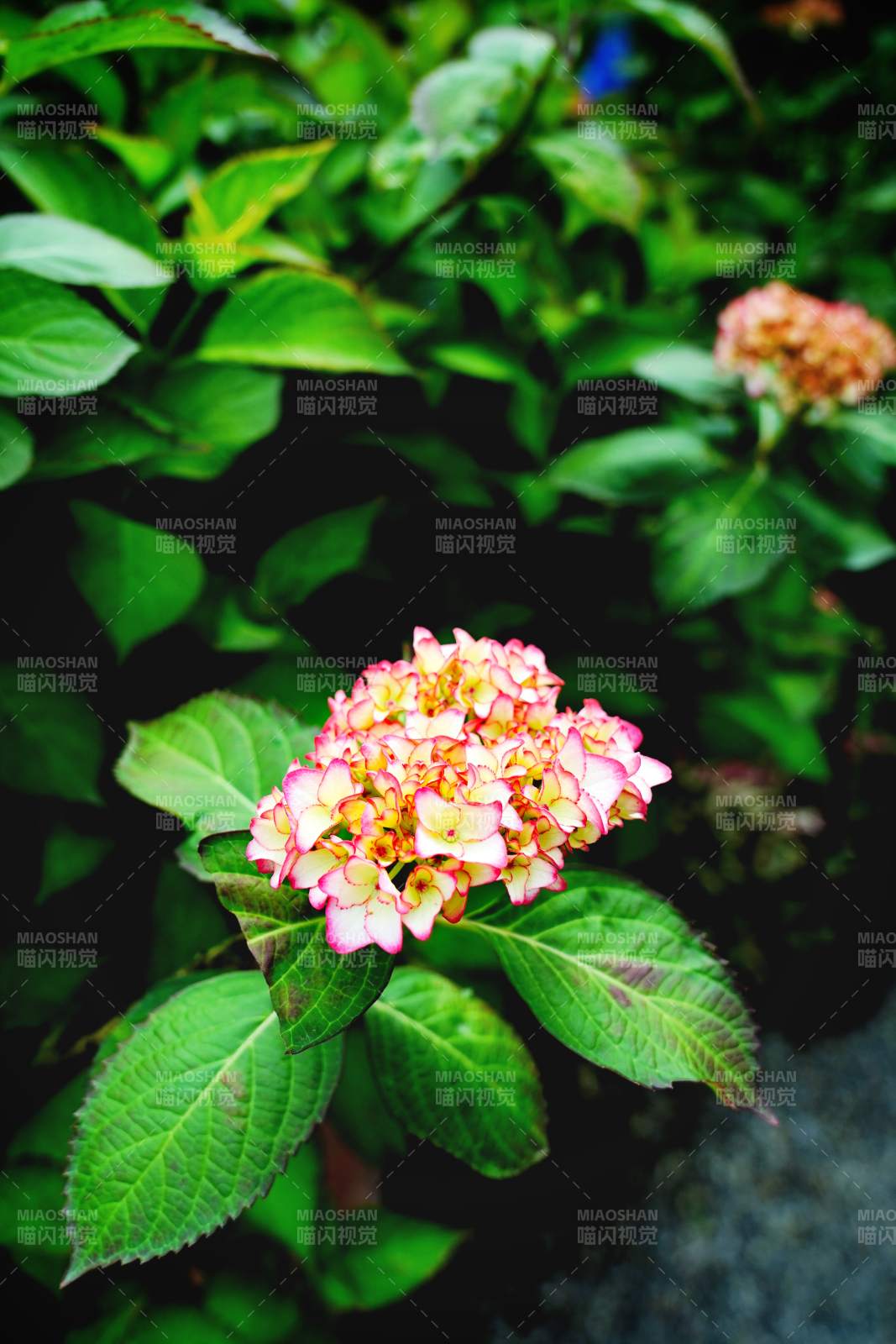 绣球花绽放绿叶间图片