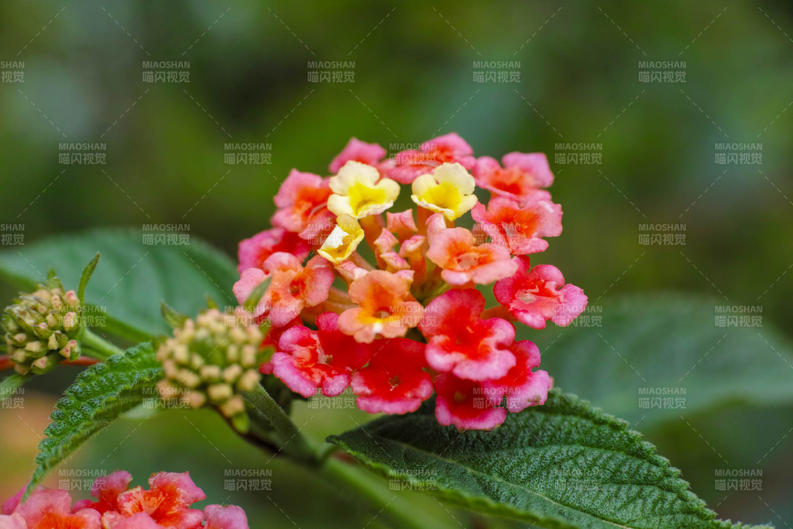 五色梅绽放图片