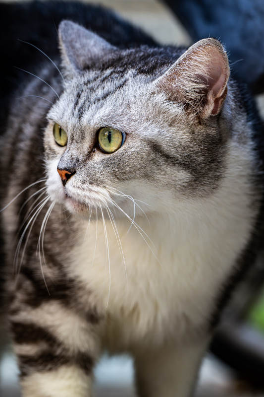 灰虎斑猫凝视远方图片