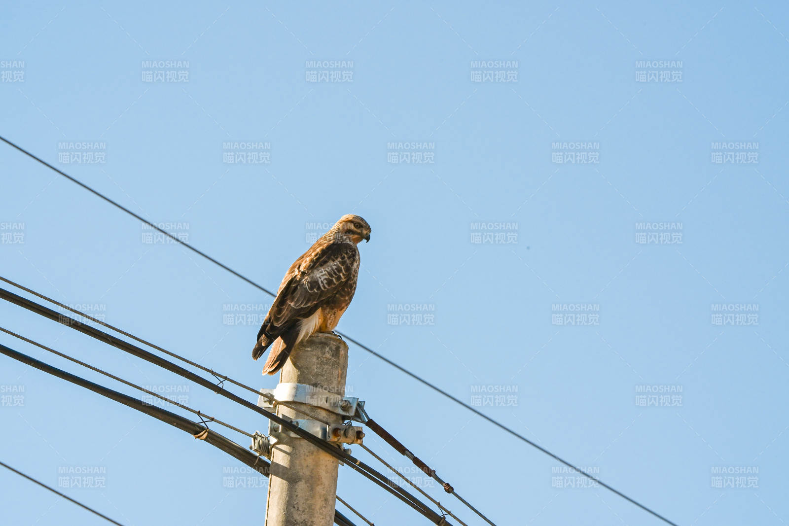 鹰栖电线杆图片