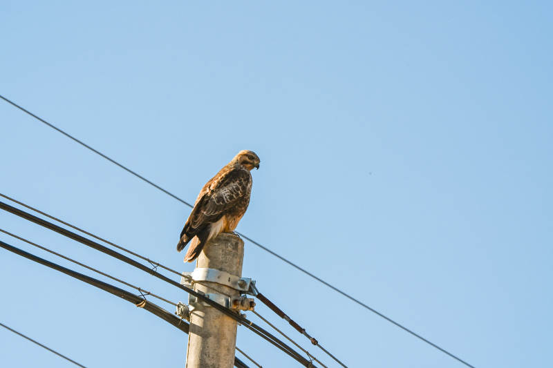 鹰栖电线杆图片