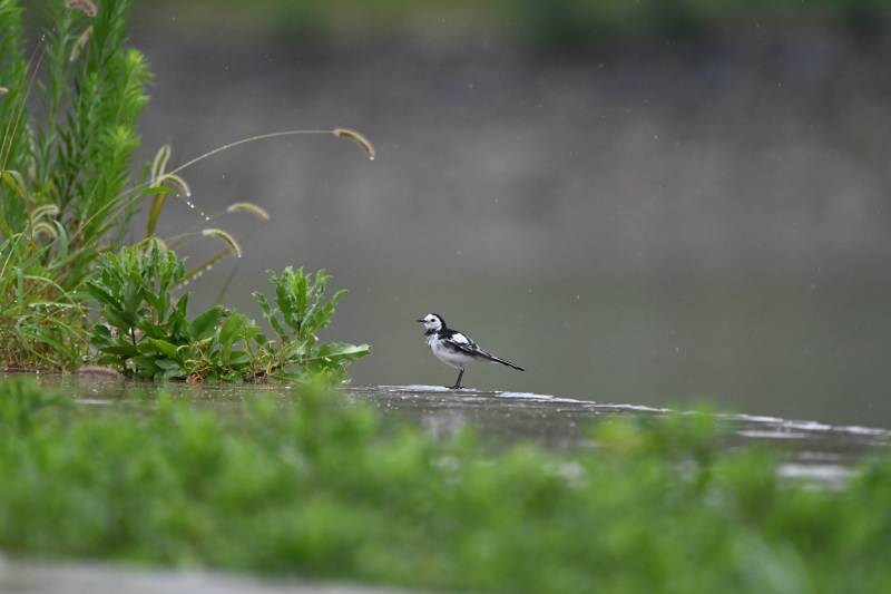 白鹡鸰静立水边图片