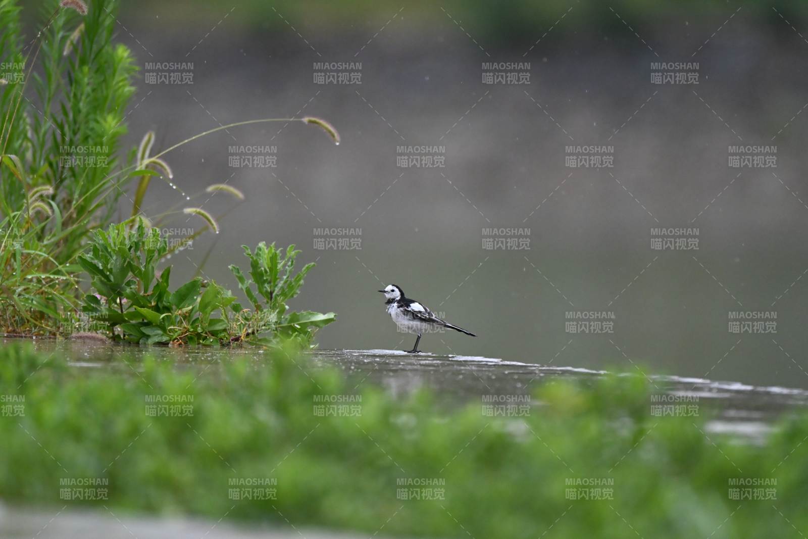 白鹡鸰静立水边图片