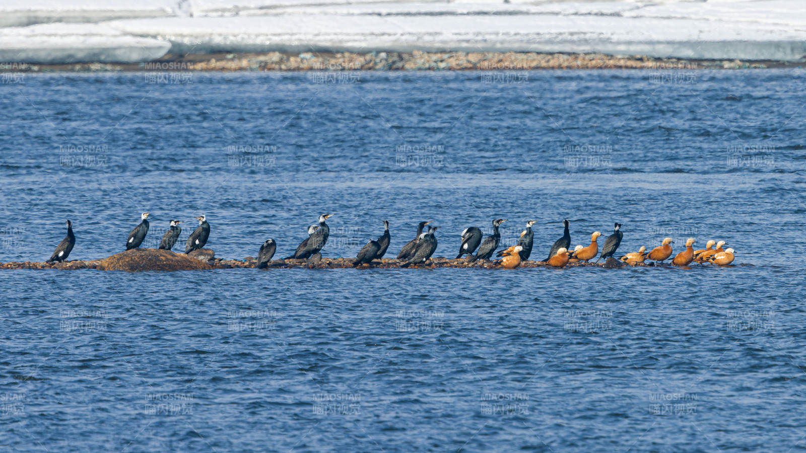 海鸟栖息浮木上图片