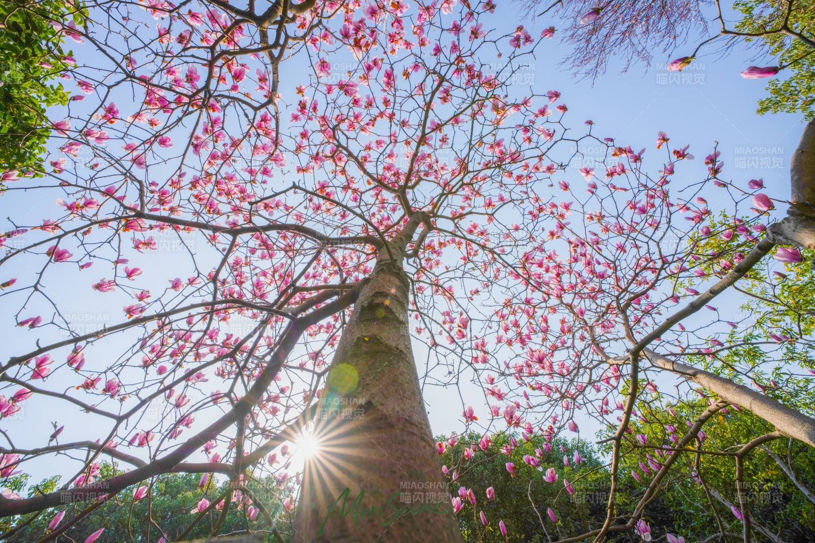 花树迎光绽放图片