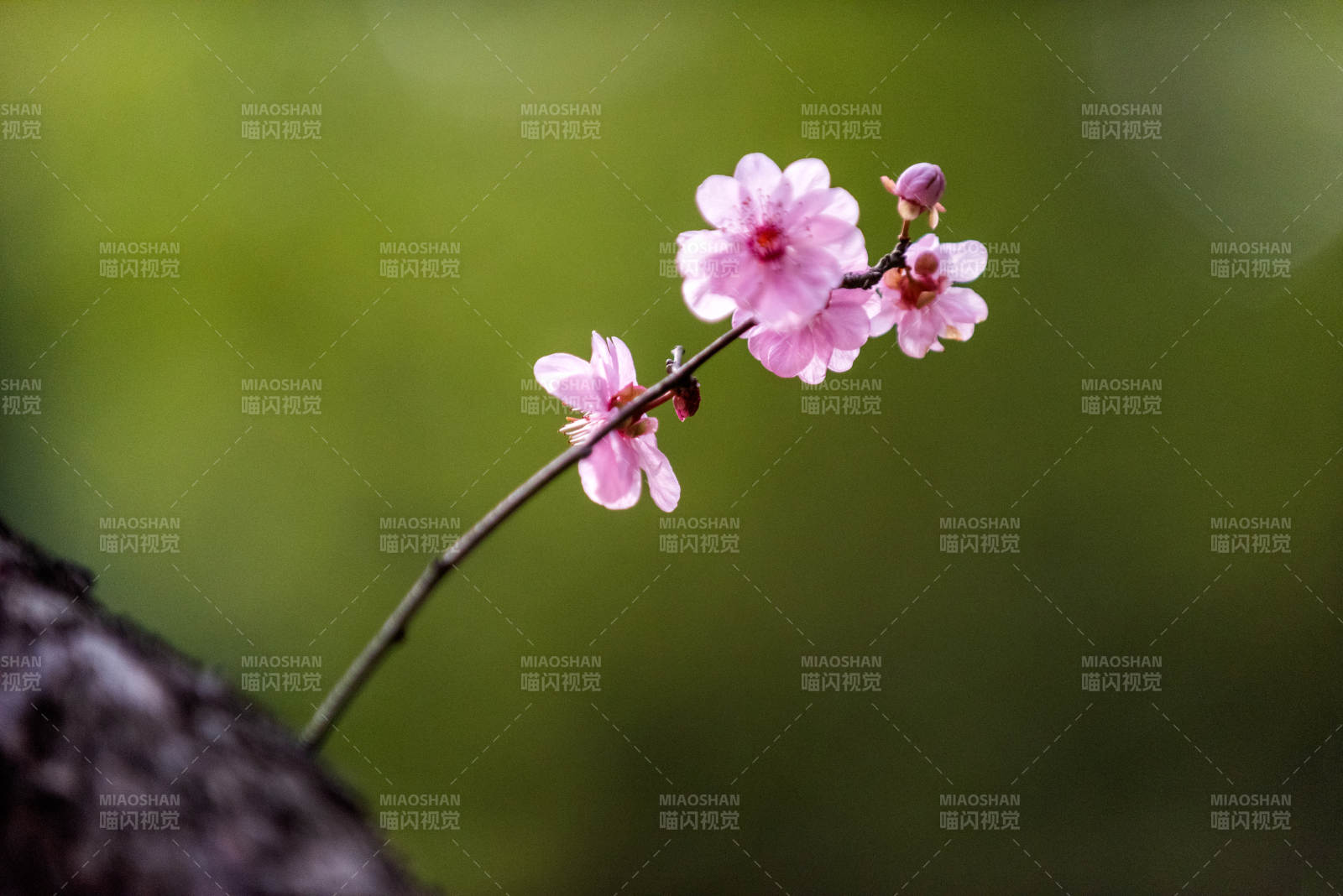 樱花绽放枝头图片