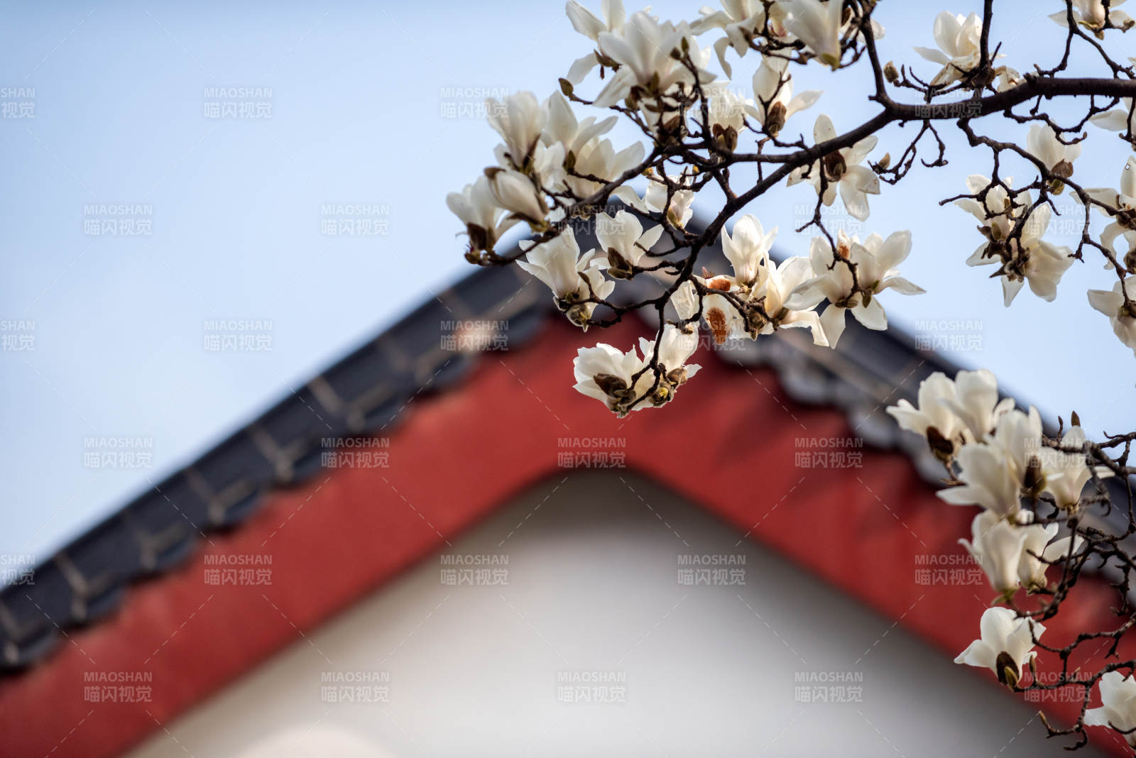 玉兰绽放屋檐下图片