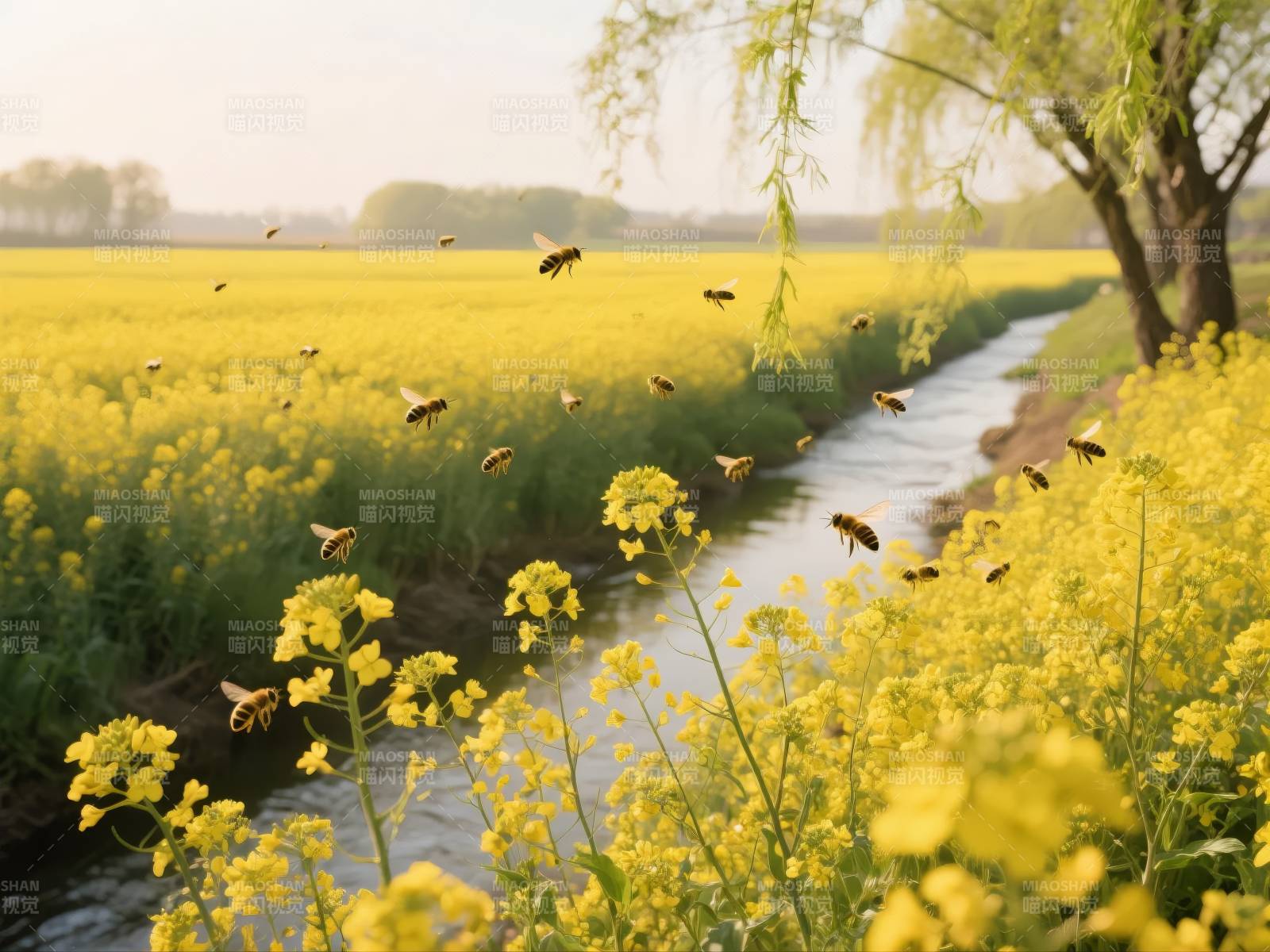 油菜花田蜂飞蝶舞图片