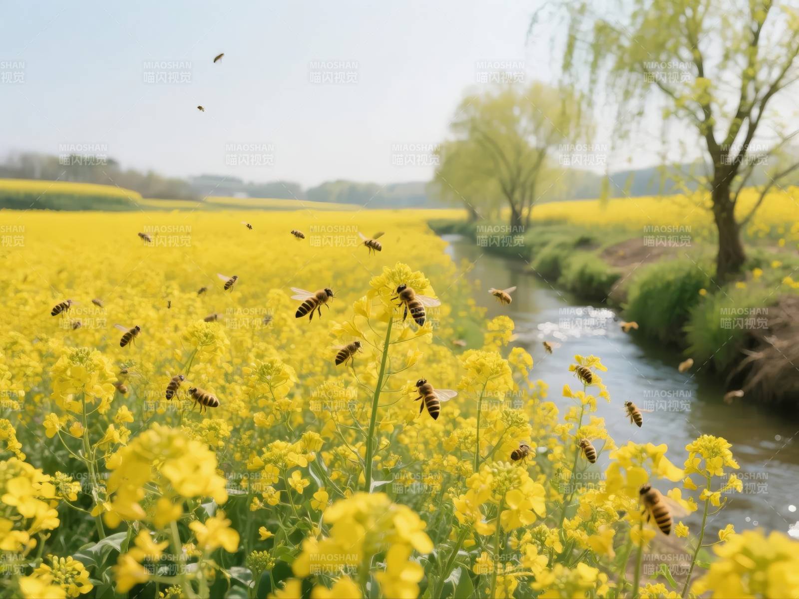 油菜花田蜂飞蝶舞图片