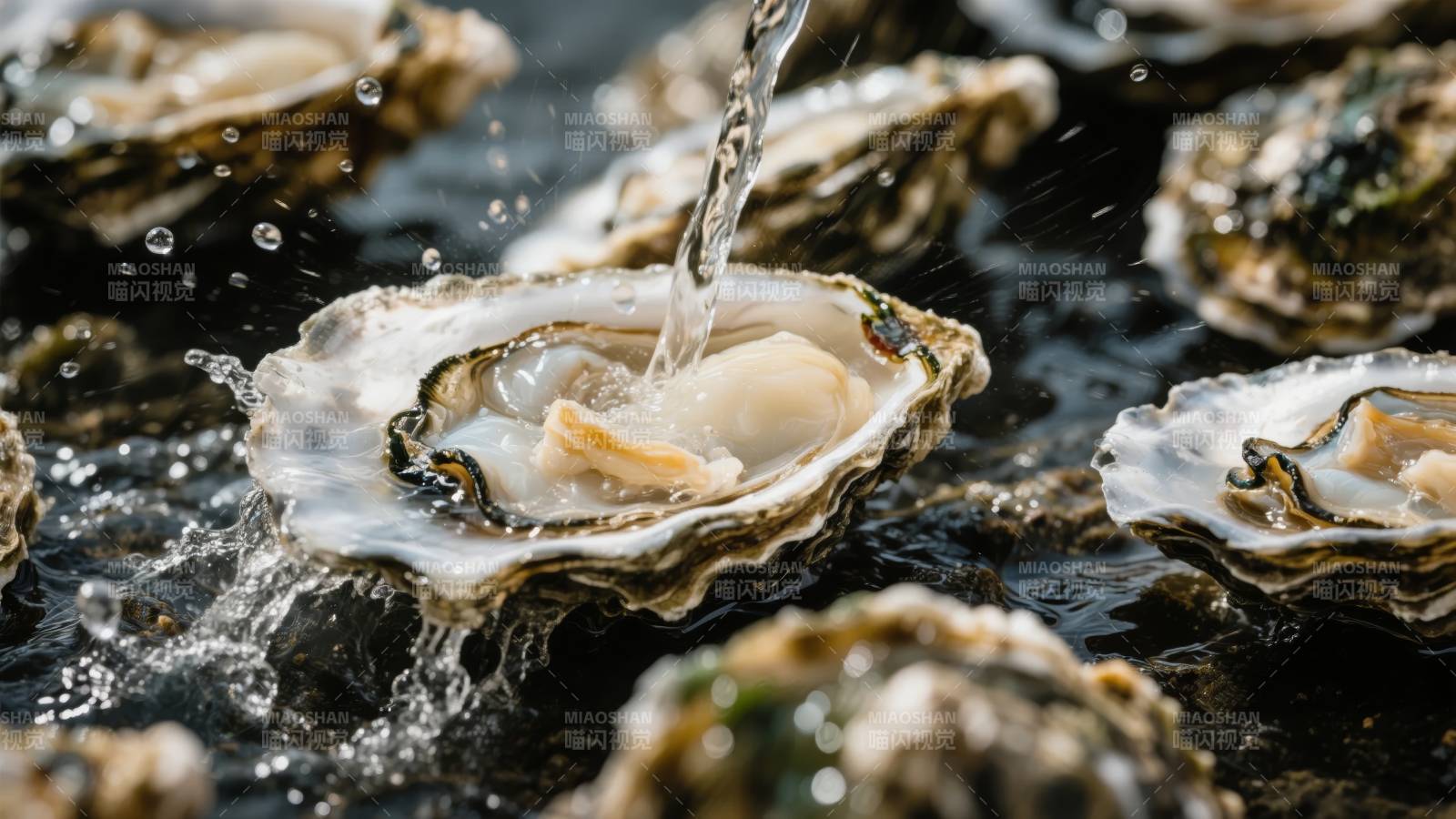 清泉滴落生蚝图片