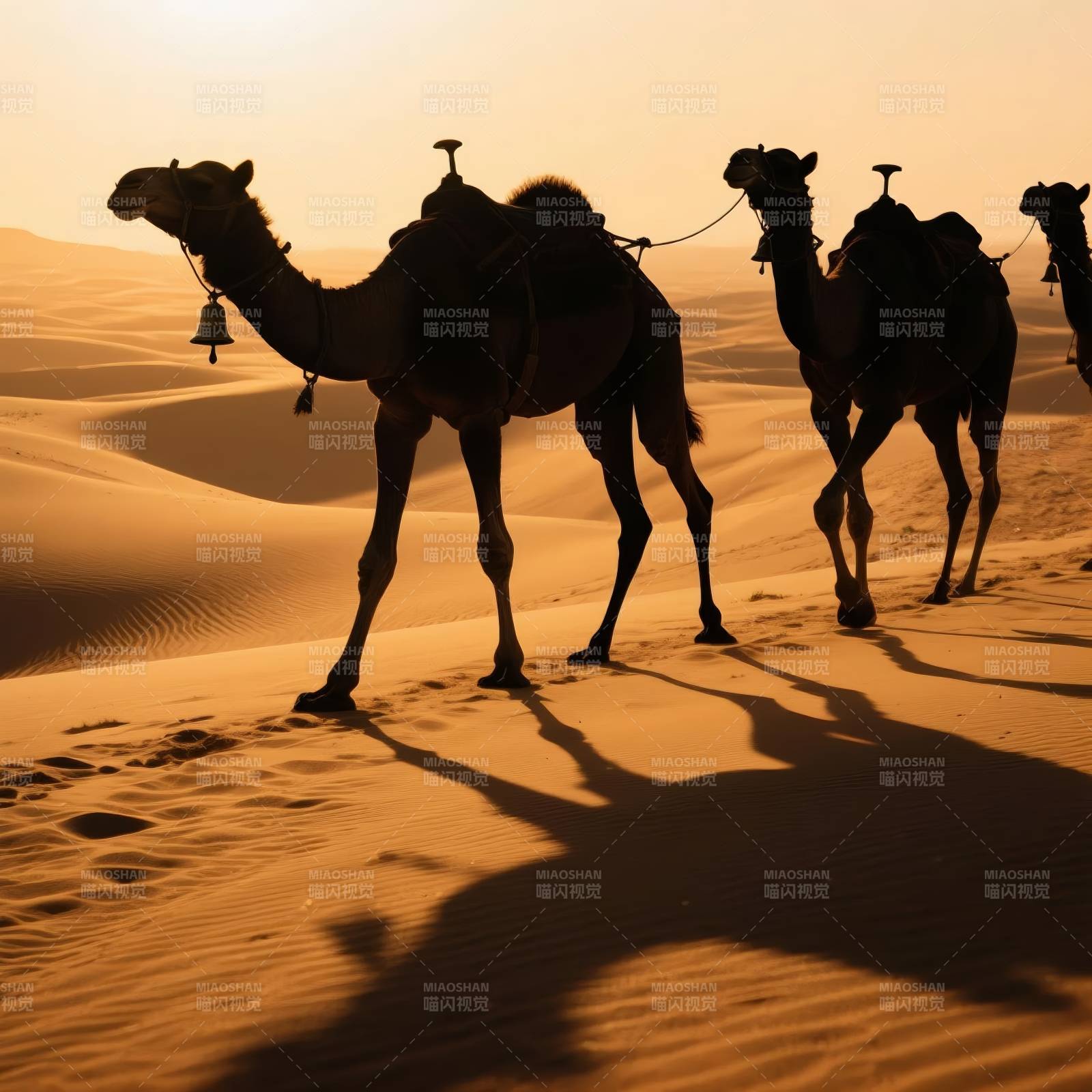 沙漠驼影图片