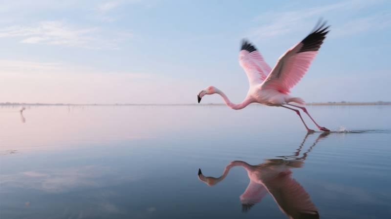 粉红火烈鸟水中舞图片