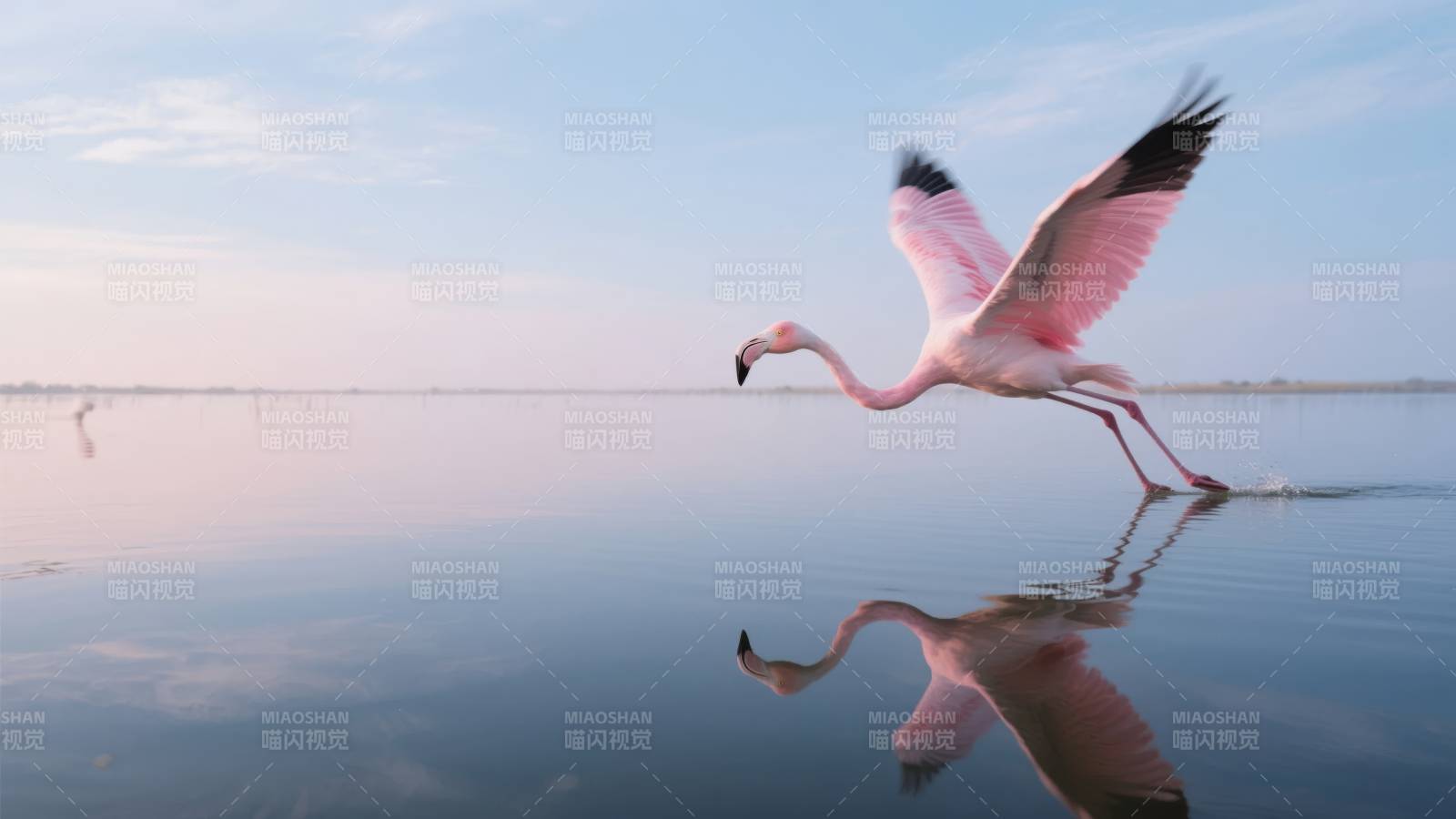 粉红火烈鸟水中舞图片