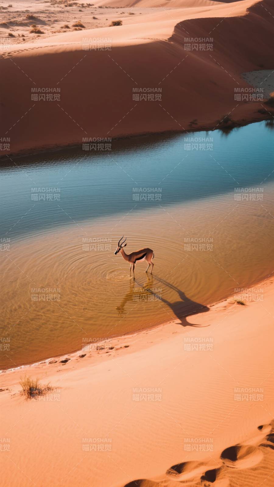 沙漠孤鹿饮水图图片