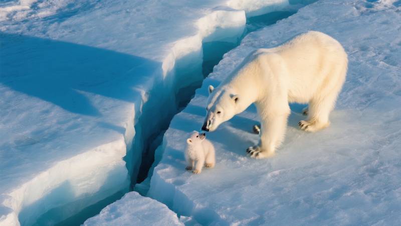 北极熊母子冰上同行图片