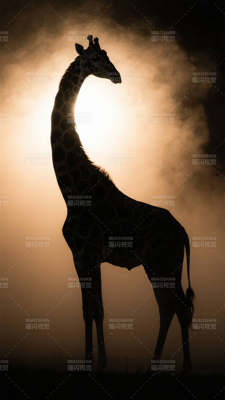 晨曦中的长颈鹿剪影图片