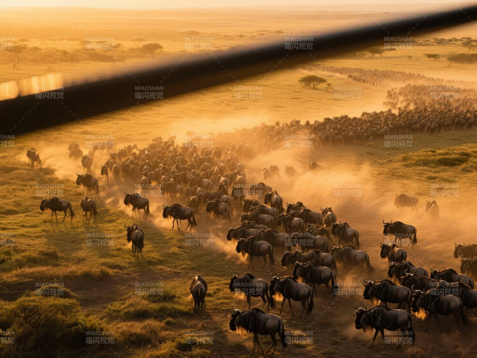 草原迁徙壮观景象图片