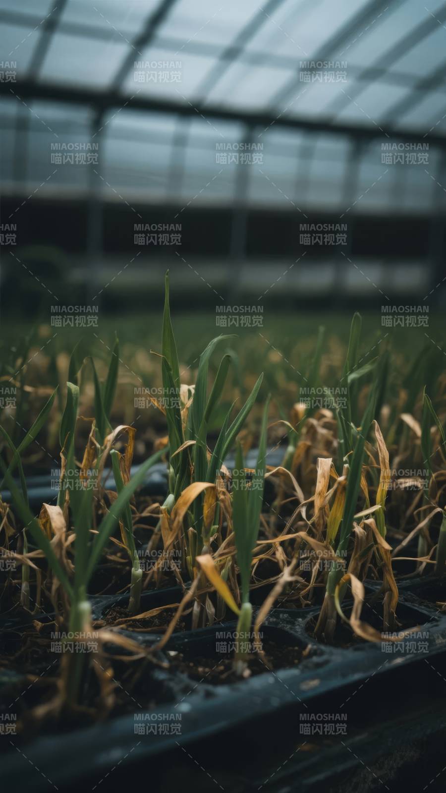 温室中的幼苗生长图片