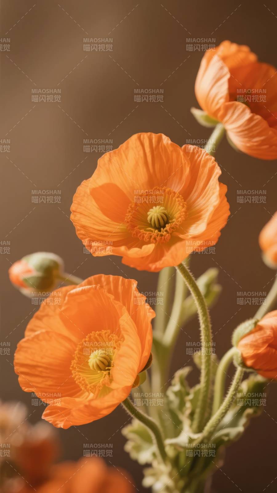 橙色罂粟绽放图片
