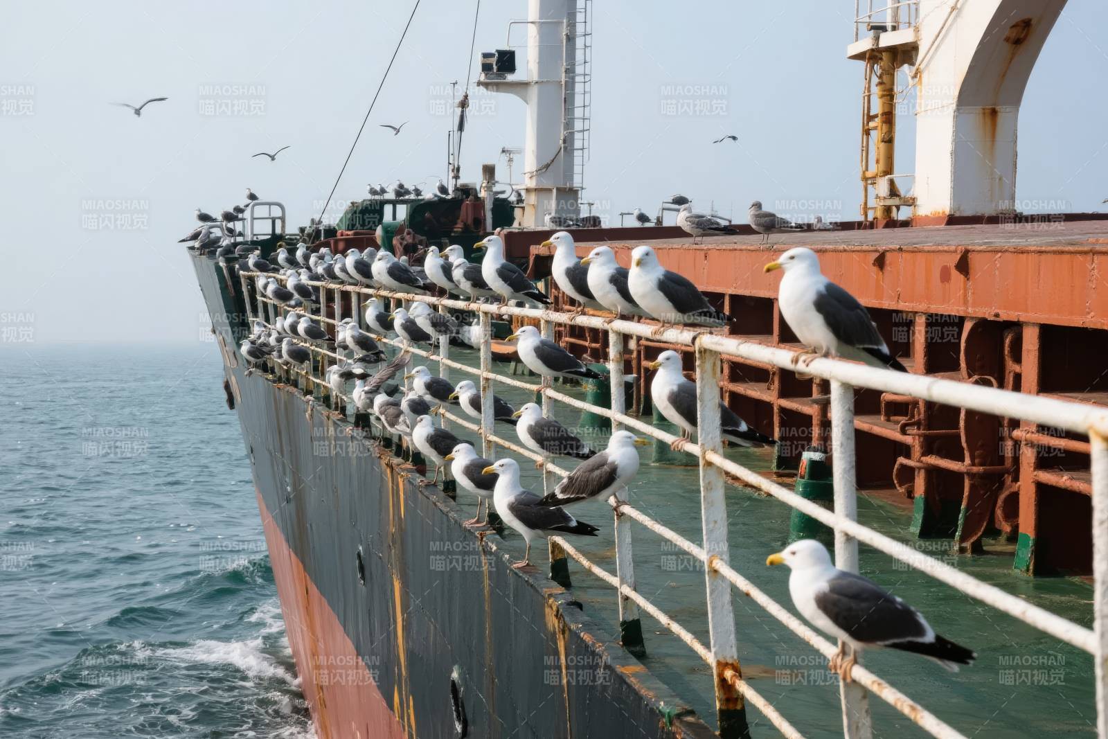 海鸥栖息货轮栏杆图片