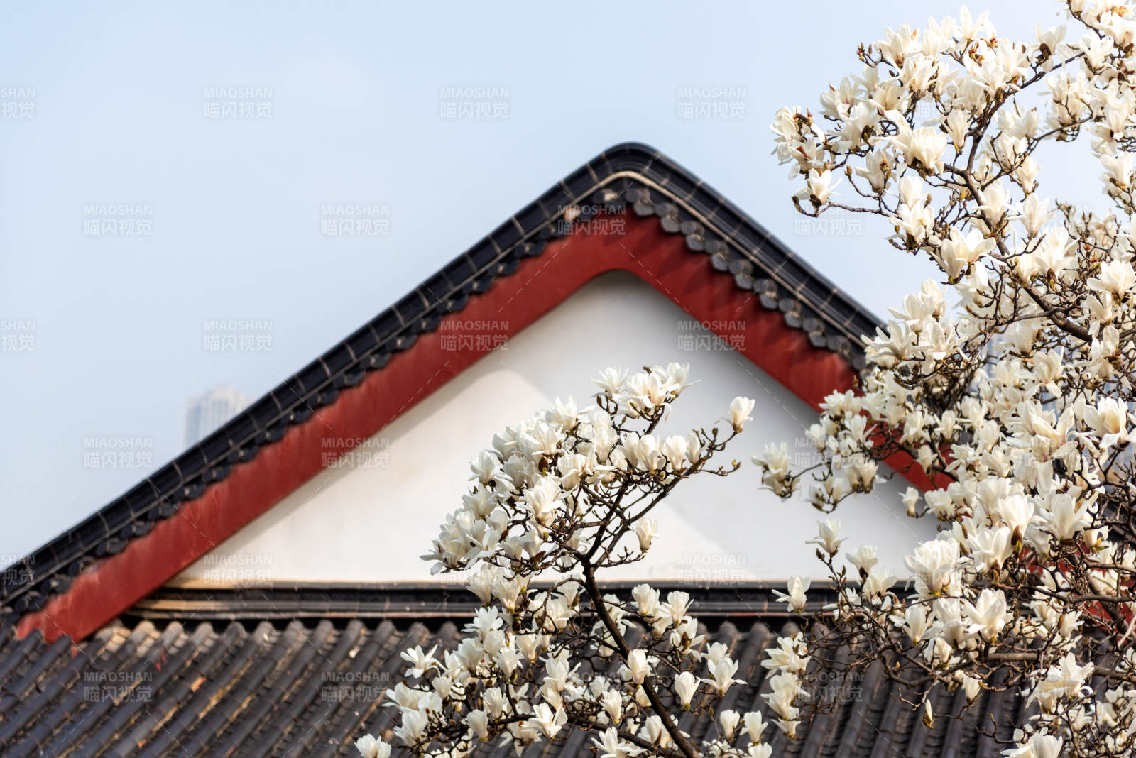 樱花映古檐图片