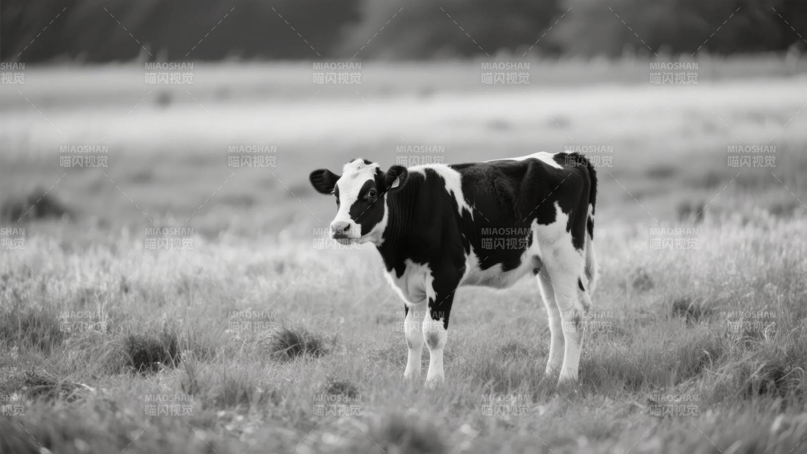 黑白奶牛草原静立图片