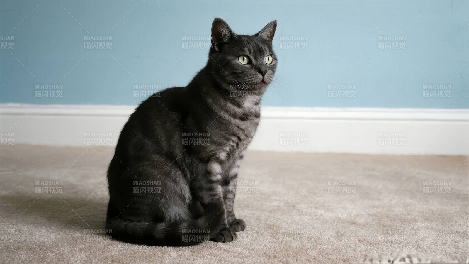 灰猫静坐凝视图片