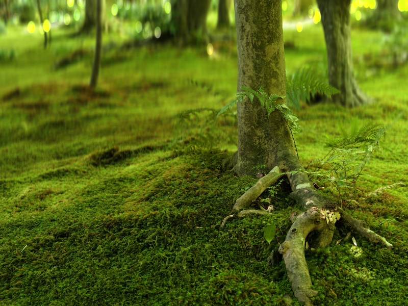 森林中的青苔与树根图片