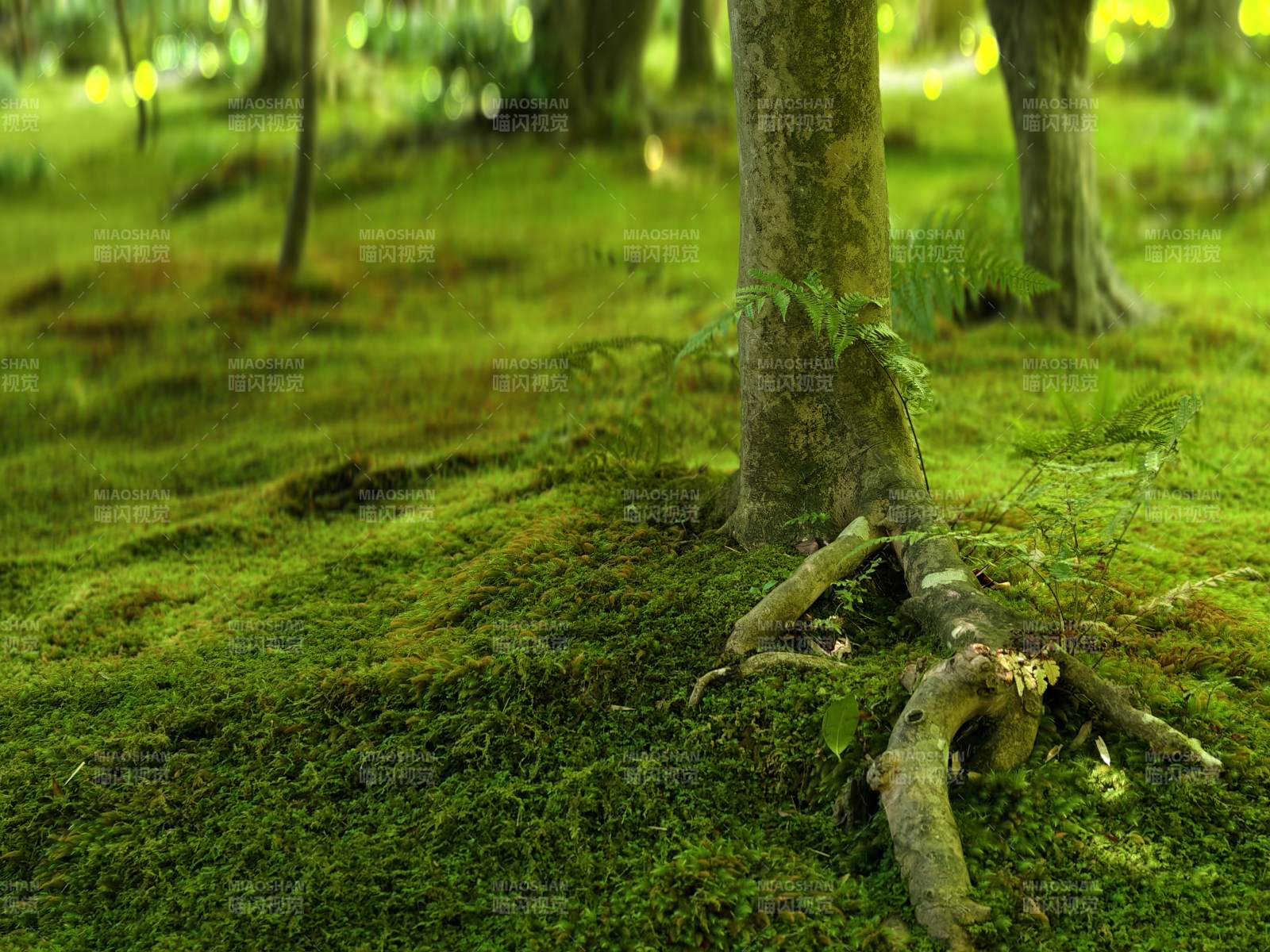 森林中的青苔与树根图片