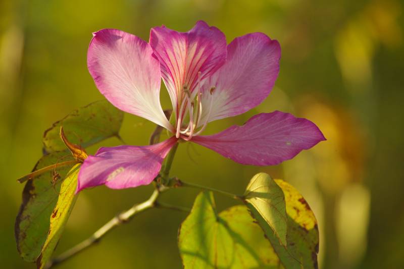 紫荆花绽放图片