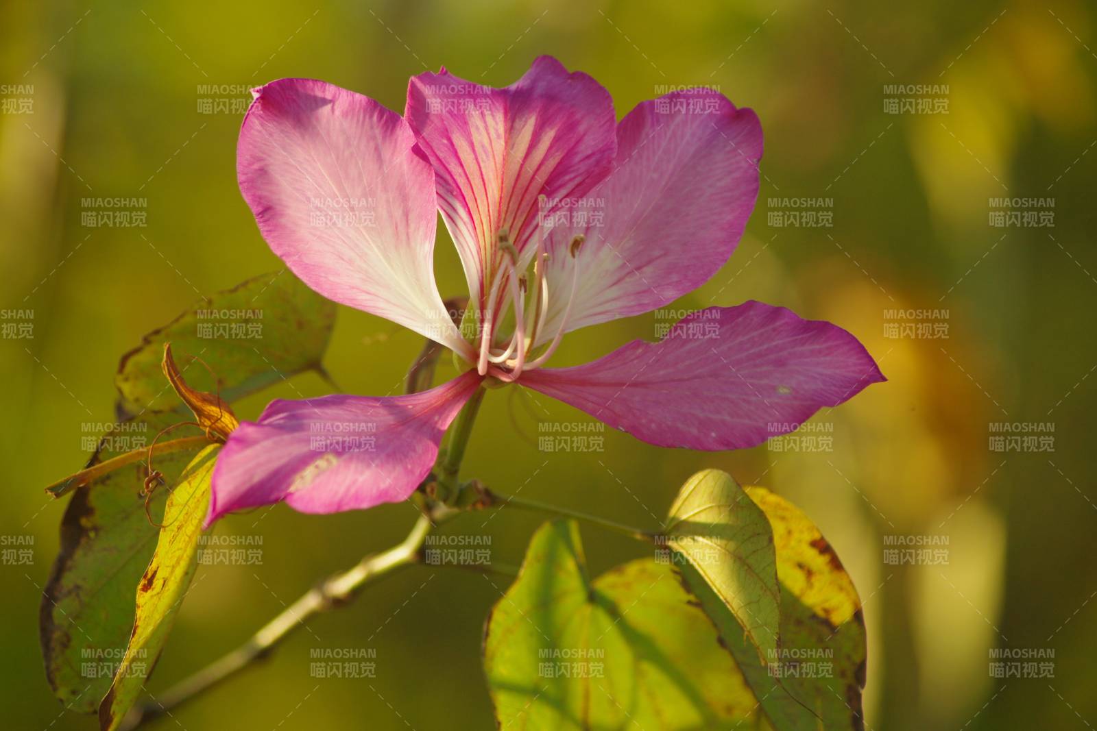 紫荆花绽放图片