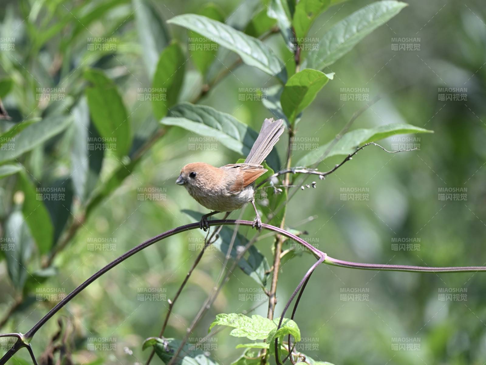小鸟栖枝绿叶间图片
