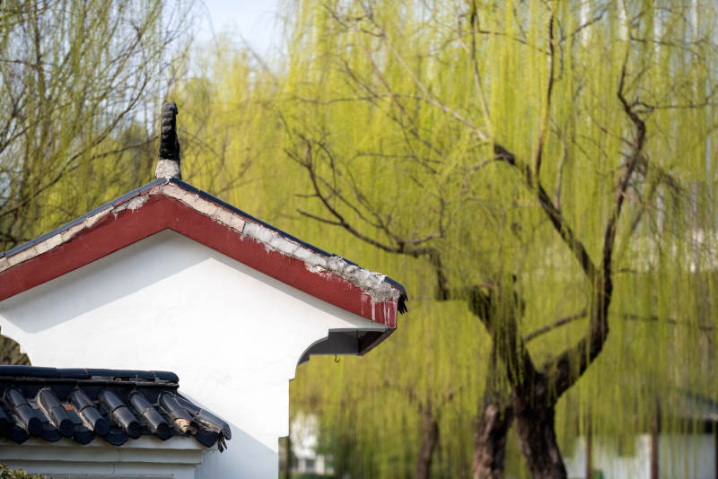 春柳映古檐图片