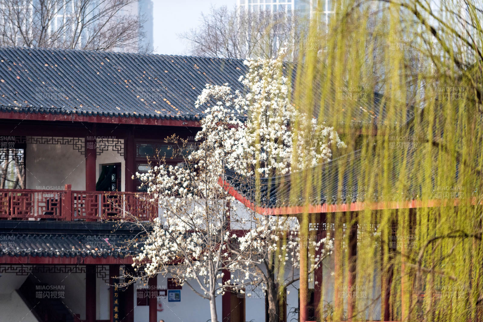 春日庭院花开图片