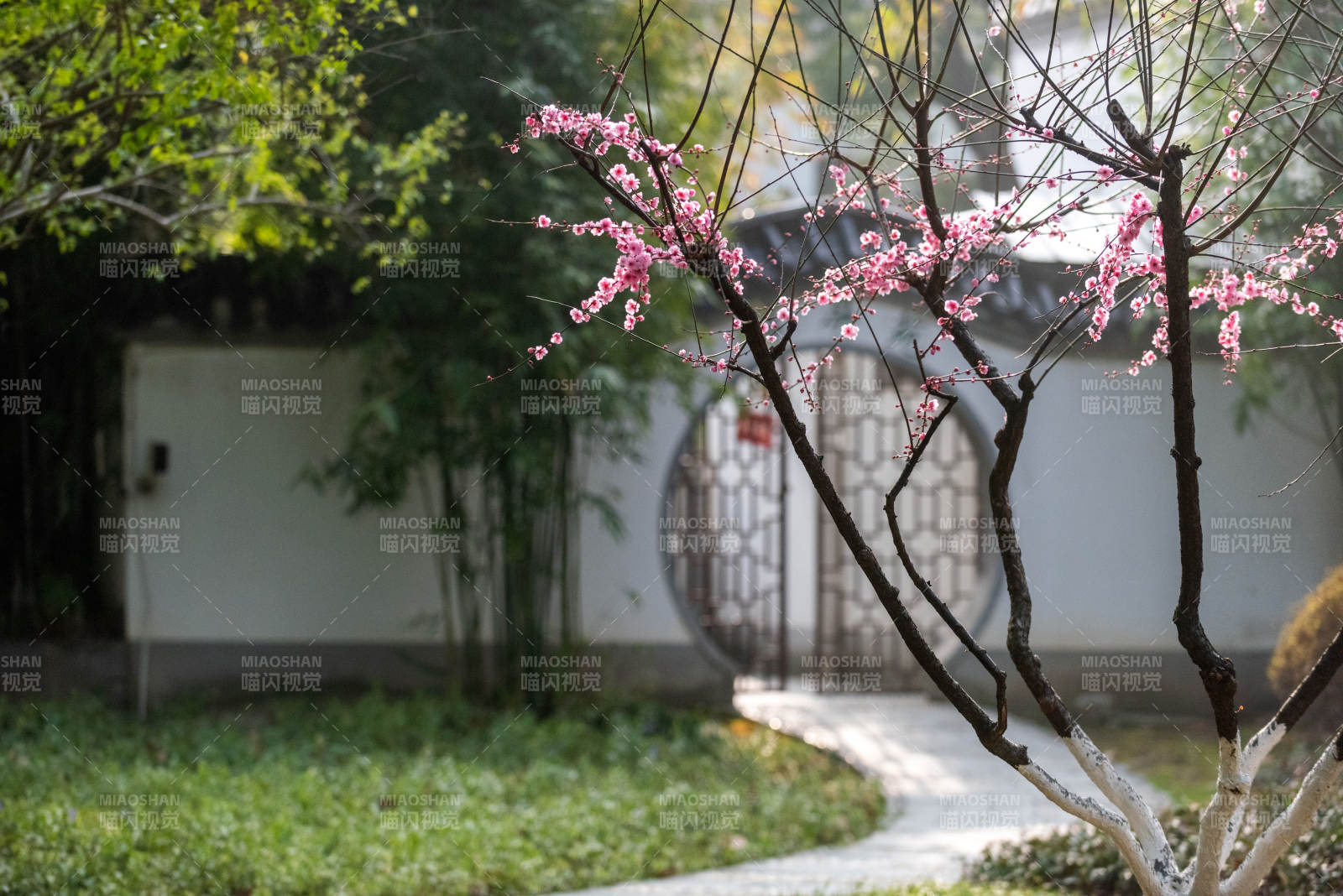 春日庭院花枝俏图片