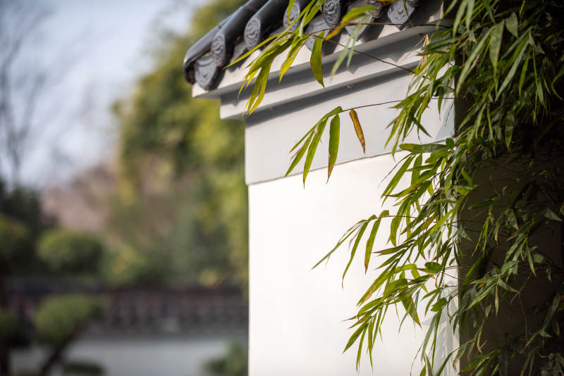 竹影墙角静谧景图片