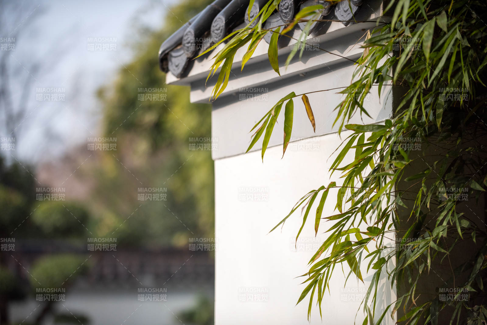 竹影墙角静谧景图片