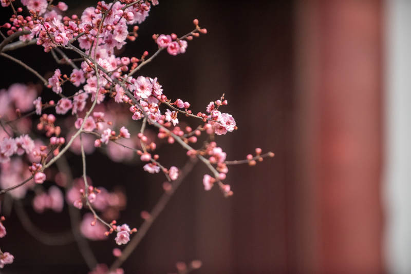 梅花绽放春意浓图片