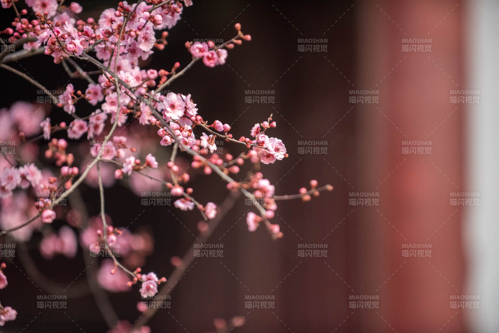 梅花绽放春意浓图片