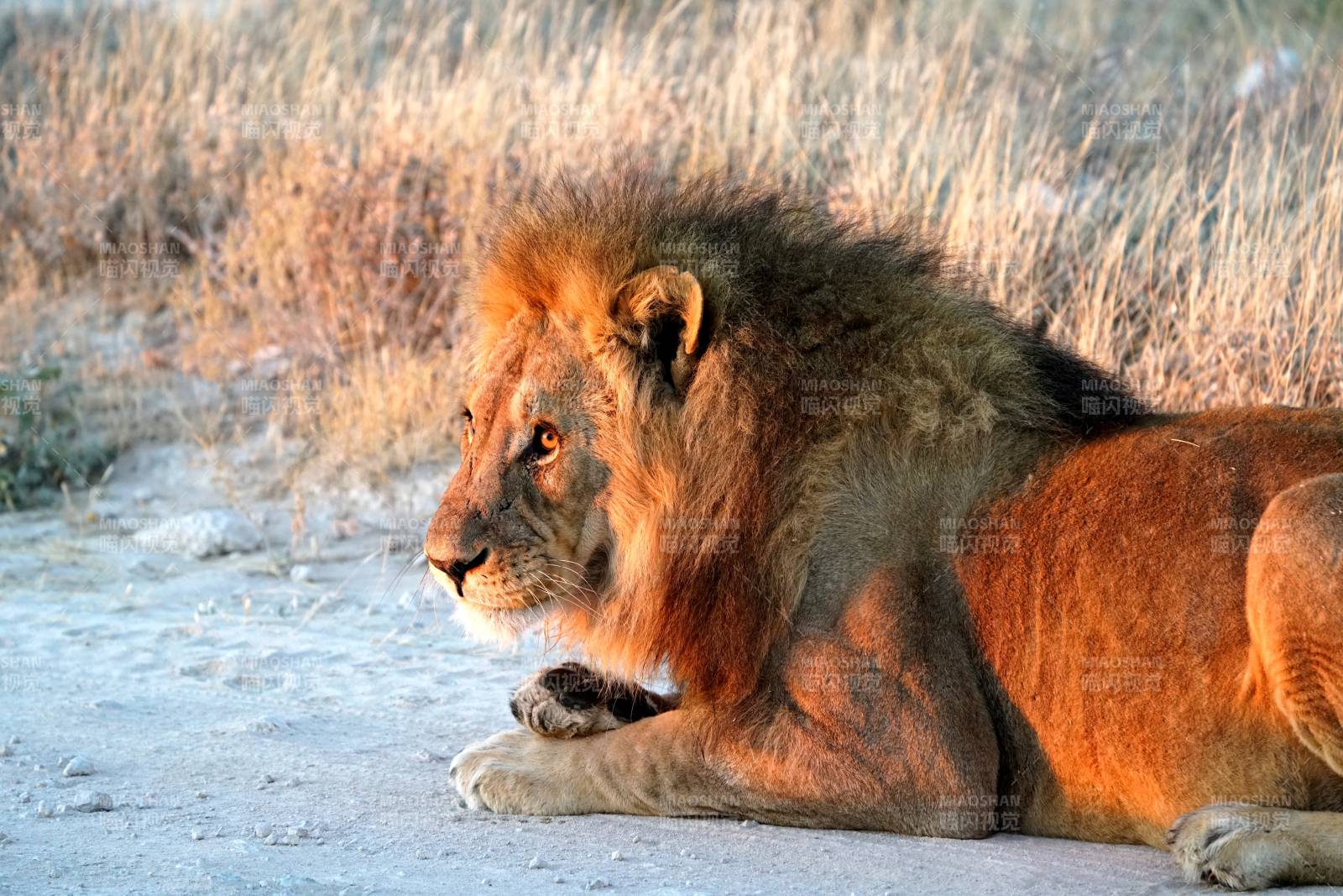 雄狮静卧草原图片