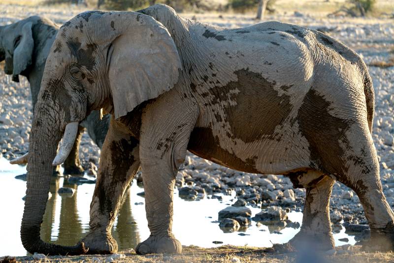 大象饮水图图片