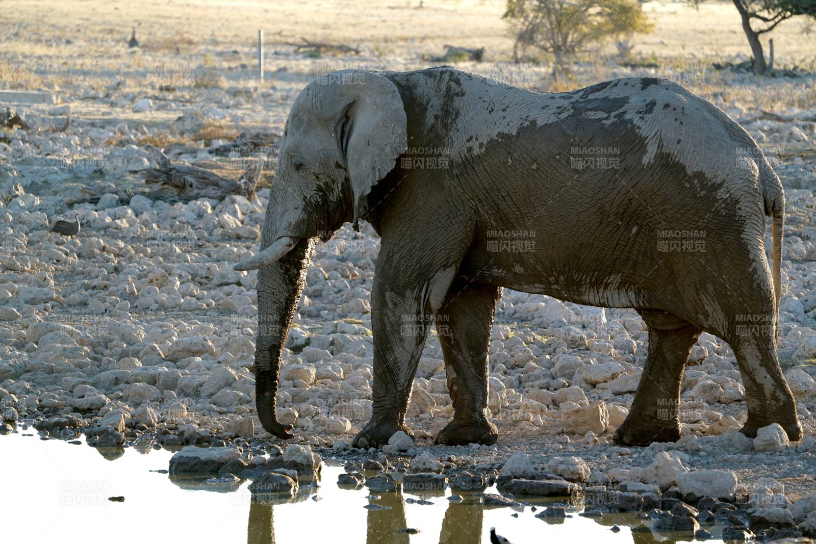 大象饮水图图片