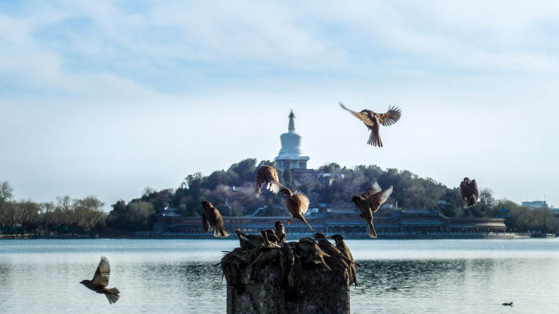 水鸟纷飞 纪念碑远眺图片