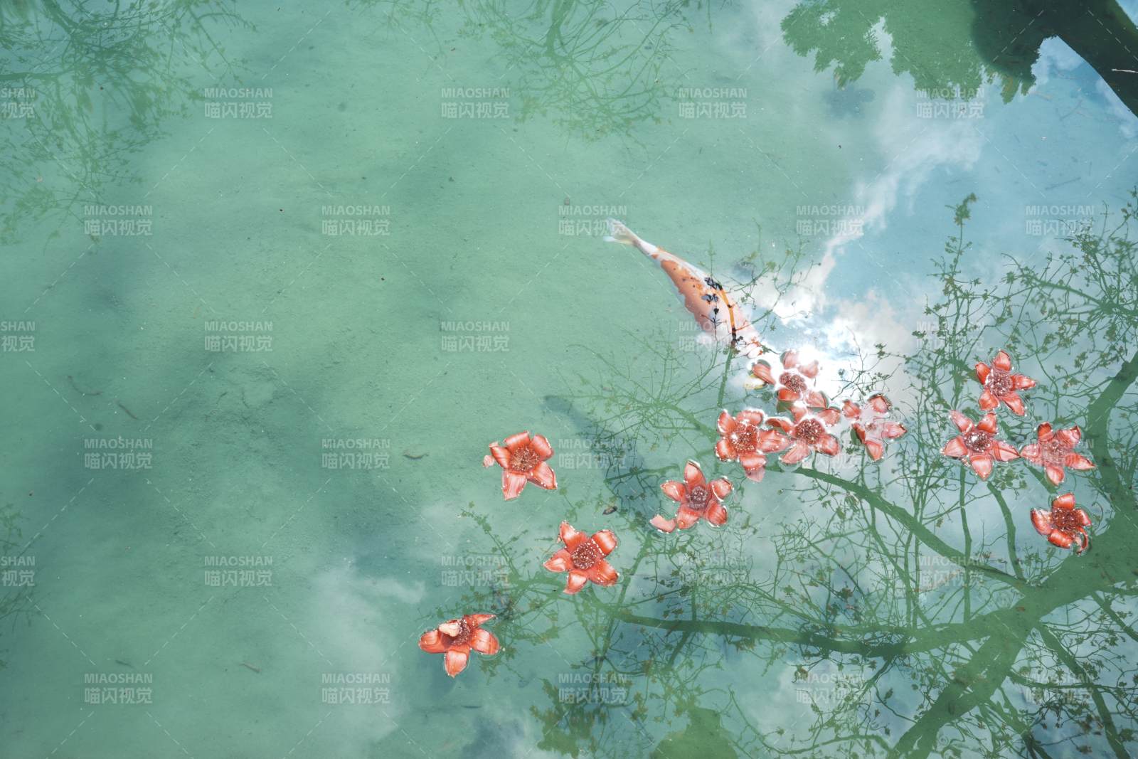 锦鲤戏花影图片