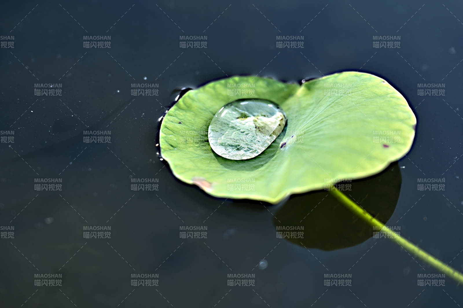 荷叶上的水珠图片