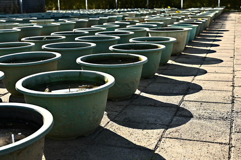 整齐排列的花盆图片