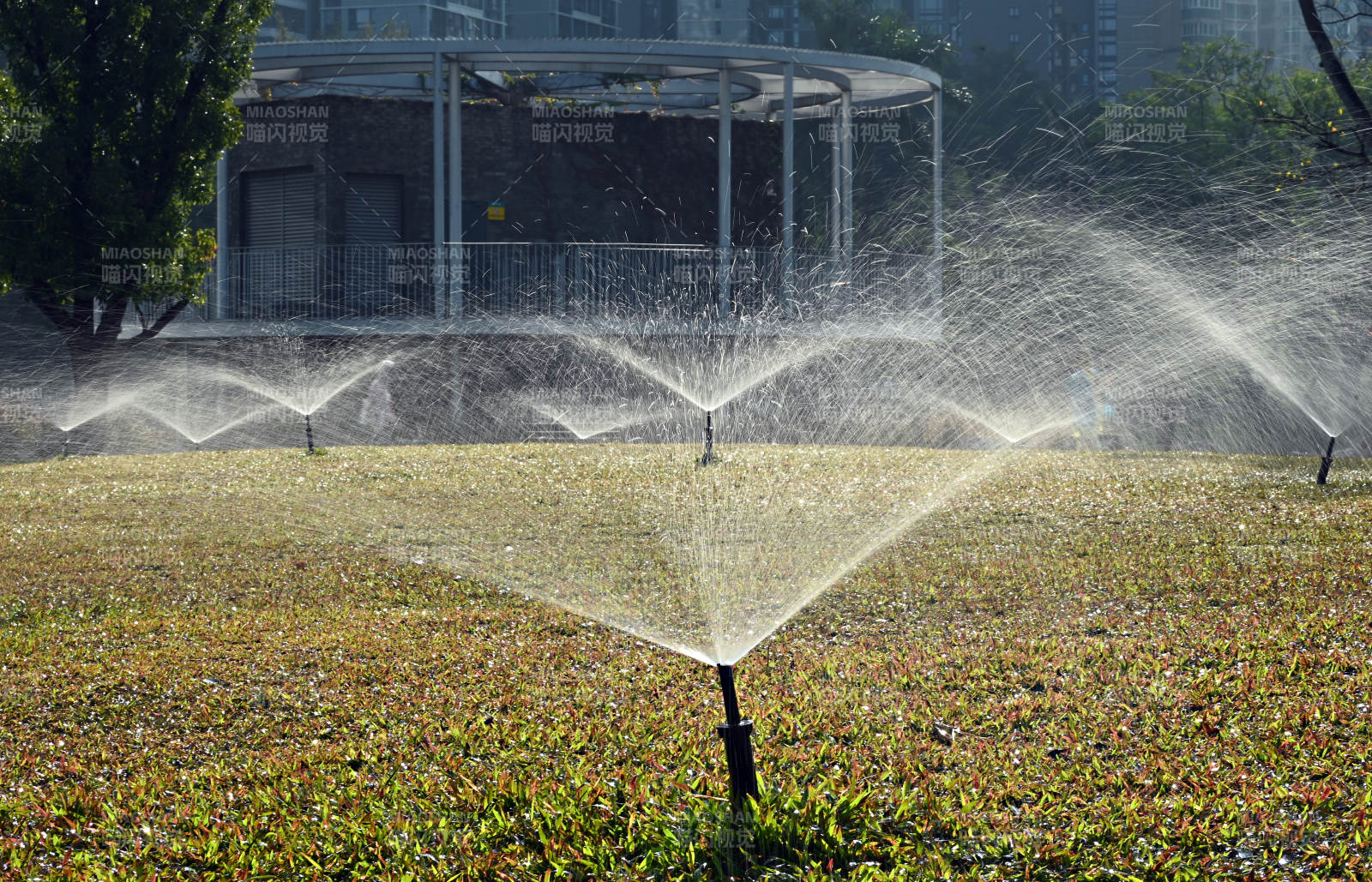 喷灌草坪图片