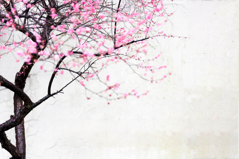 樱花绽放枝头图片