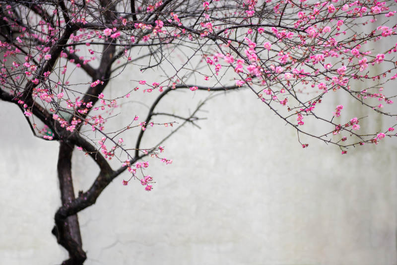 樱花绽放枝头图片