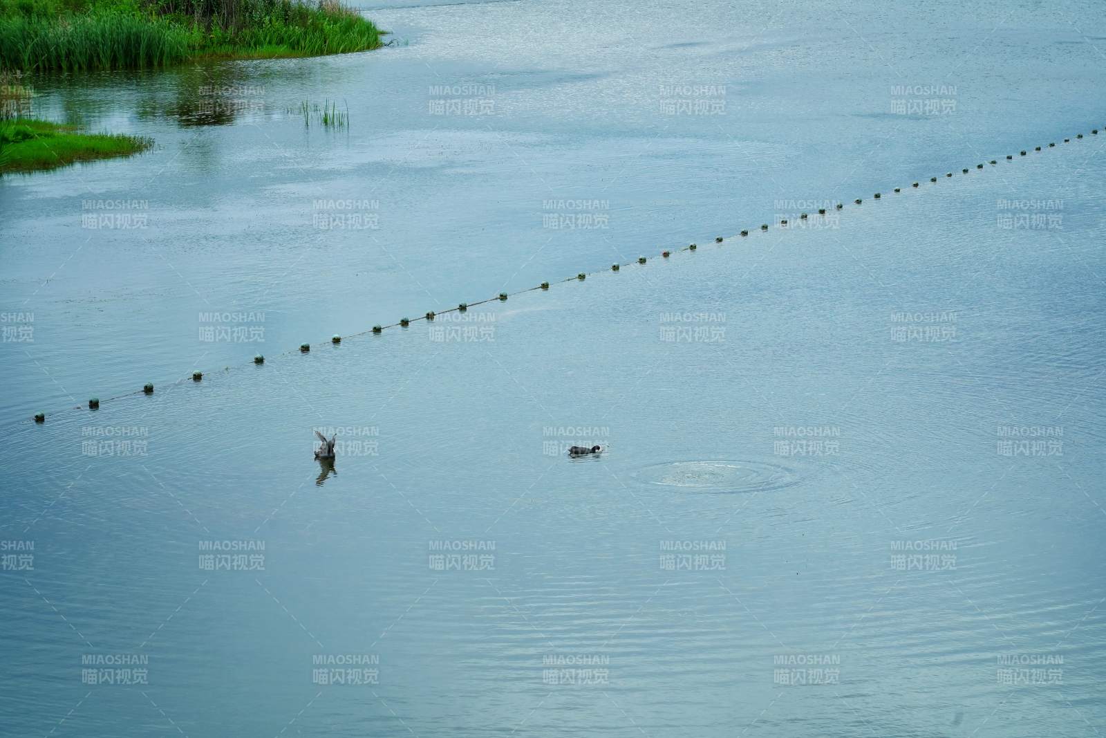 湖面浮标与飞鸟图片